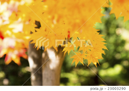 明るい紅葉（黄色の葉） 23003290