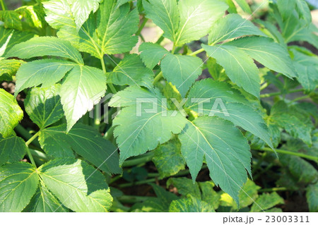 あしたば あしたば 23003311