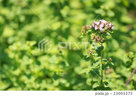 オレガノ 23003375