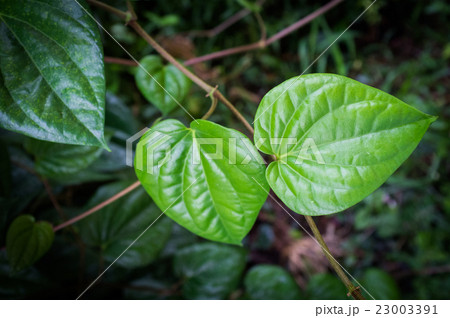 Green betel leaf. 23003391