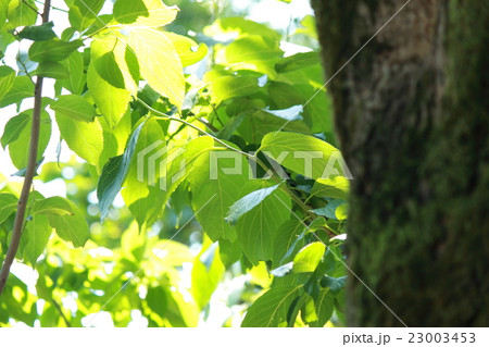 トチュウ 23003453