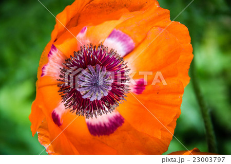One red poppy One red poppy 23003797