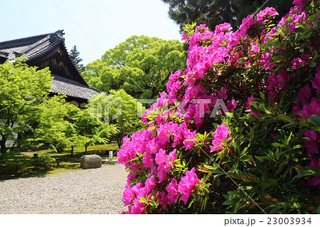 京都　初夏の青蓮院門跡 23003934