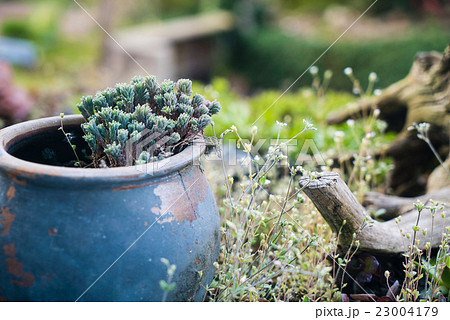 old cup vase in garden old cup vase in garden 23004179