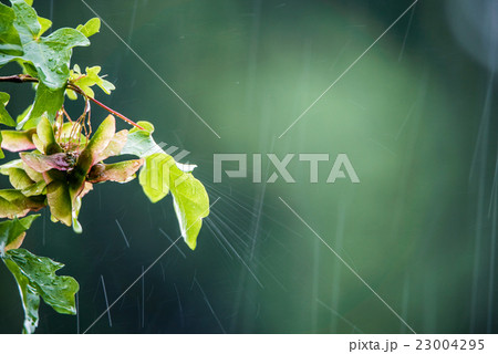 Summer rainy outside downpour Summer rainy outside downpour 23004295