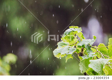 Summer rainy outside drops droplets Summer rainy outside drops droplets 23004354