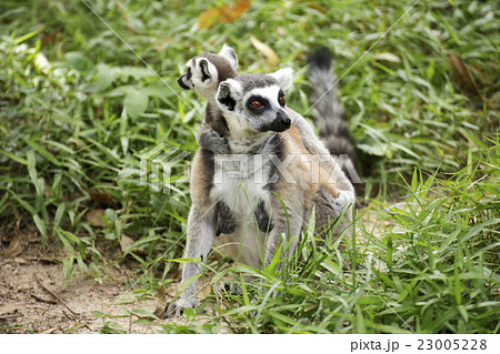 ring-tailed lemur with babies 23005228