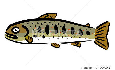 アマゴ アマゴ 23005231