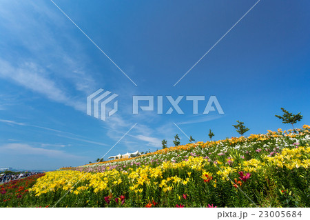 大阪舞洲ゆり園 大阪舞洲ゆり園 23005684