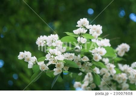 Jasmine bush in full blossom at summer park 23007608