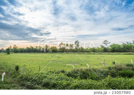 Beautiful sunset over the rice field in Thailand. 23007980