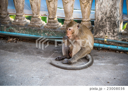 A monkey sitting on concrete floor A monkey sitting on concrete floor 23008036