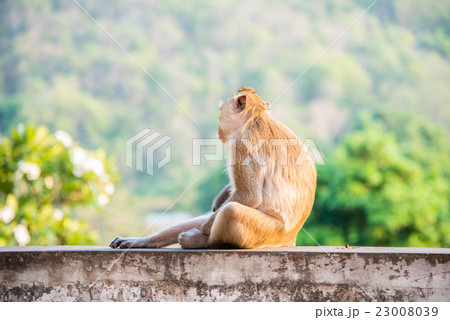 Monkey sitting on blur green nature background Monkey sitting on blur green nature background 23008039