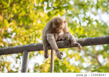Monkey sitting on blur green nature background 23008047