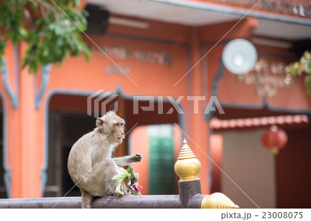 Monkey sitting on blur background 23008075