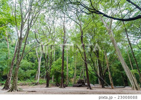 Spring forest with thick and high trees Spring forest with thick and high trees 23008088
