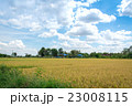 Harvest season rice fields in Thailand 23008115