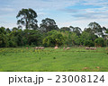 Buffalos are eating in the rice field 23008124