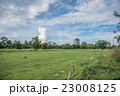 Buffalos are eating in the rice field 23008125