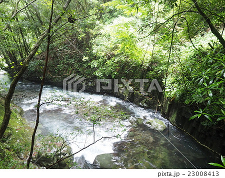 剥き出しの岩が印象的な静岡県の河津川と川沿いの緑 23008413