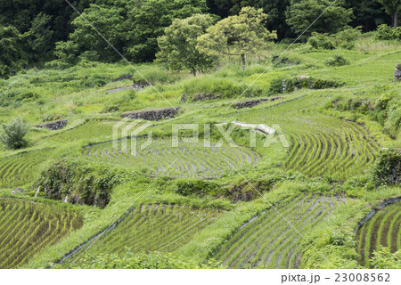 初夏の北信濃福島棚田 23008562