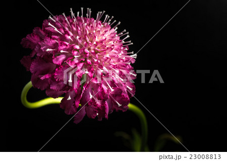 スカビオサ、花、接写、マクロ。 23008813