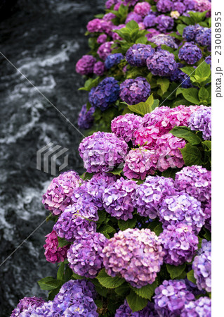 川辺に咲くあじさい 23008955