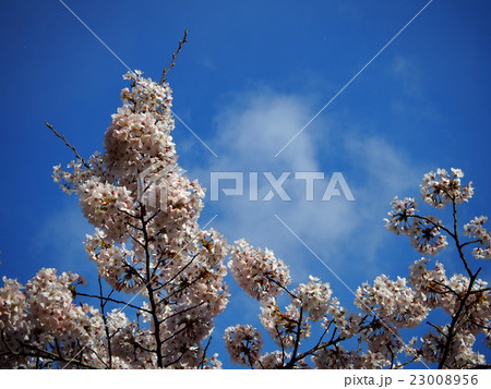 松島湾の桜 23008956