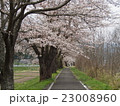 川沿いの桜 23008960