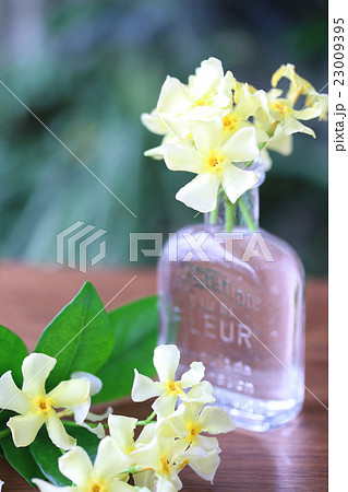 初夏の花 初夏の花 23009395