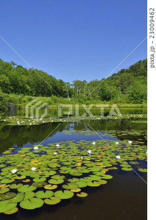初夏の一沼 初夏の一沼 23009462