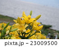 ゆりの花 23009500