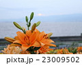 ゆりの花 23009502