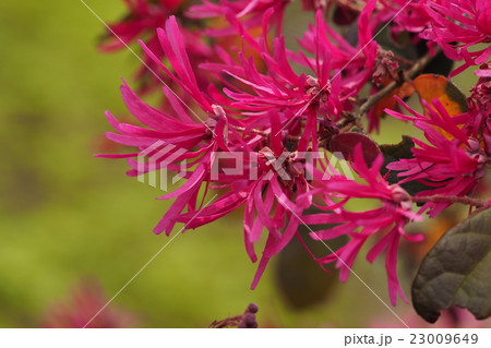 紅花トキワマンサクの写真素材