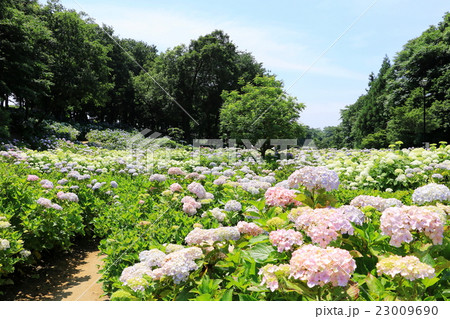 荻窪公園の紫陽花 群馬県前橋市 の写真素材