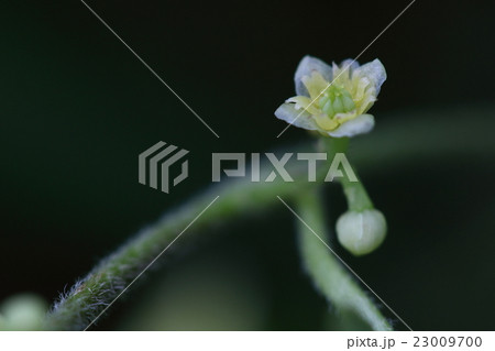 自然 植物 アオツヅラフジ、初夏から夏にかけて目立たない花が咲きます。雌雄異株でこれは雌花です 自然 植物 アオツヅラフジ、初夏から夏にかけて目立たない花が咲きます。雌雄異株でこれは雌花です 23009700