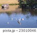 池で遊ぶ鳥 23010046