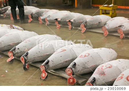 綺麗に並んだ築地のマグロ 綺麗に並んだ築地のマグロ 23010069