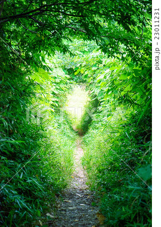 緑のトンネルの写真素材