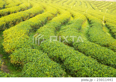 Tea plantation 23011441