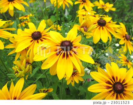 夏の花 鮮やかなルドベキアの写真素材