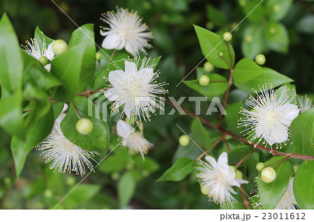 ミルテの花の写真素材