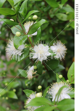 ミルテの花 23011613
