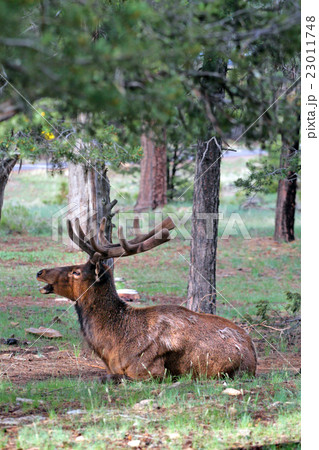 Mule deers at Grand Canyon National Park, US.. 23011748