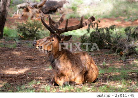 Mule deers at Grand Canyon National Park, US.. 23011749