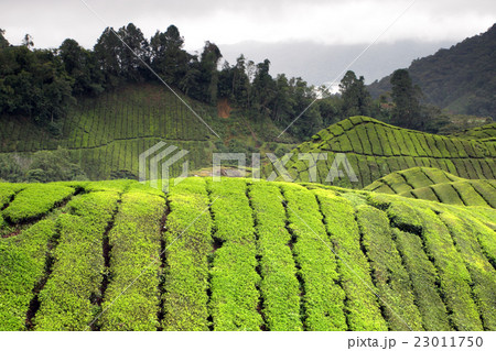 Cameron Highland, Malaysia.. 23011750