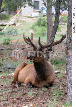 Mule deers at Grand Canyon National Park, US.. 23011755