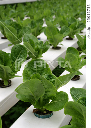 Hydrophonic Plantation Hydrophonic Plantation 23011758