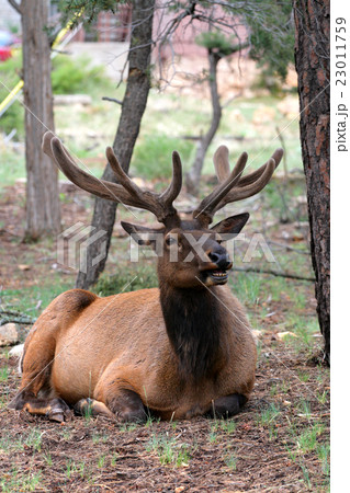 Mule deers at Grand Canyon National Park, US.. Mule deers at Grand Canyon National Park, US.. 23011759