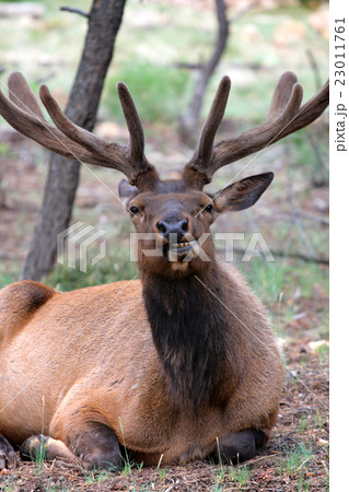 Mule deers at Grand Canyon National Park, US.. 23011761